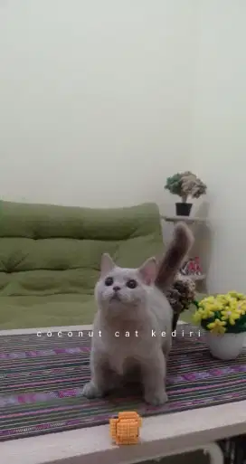 Munchkin bsh/British/Scottish
