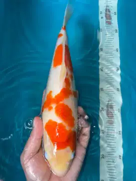 ikan koi kohaku by AKF 36cm