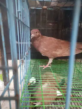 merpati ff jinak 2 ekor