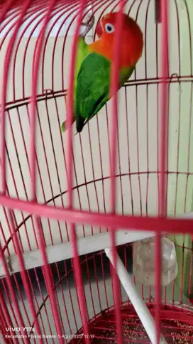 Burung Lovebird biola green