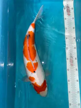 ikan koi sanke by akf