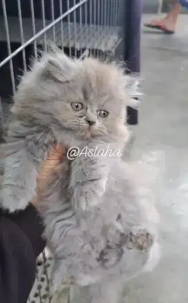 Kucing anggora /kucing persia flatnose/kucing persia  betina