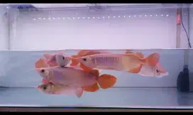 Arwana super red chili 26-28cm