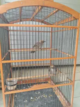CUCAK ROWO MANDIRI