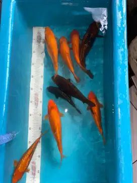 ikan koi polosan