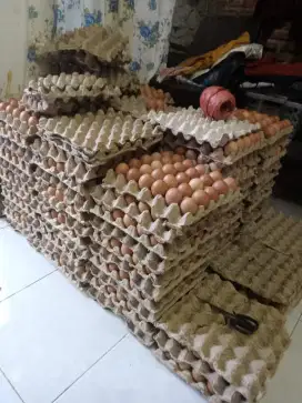 Jual Telur ayam Ras