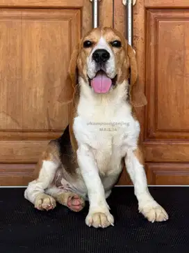Anjing Beagle Jantan, Penuh Energi dan Penuh Keceriaan!