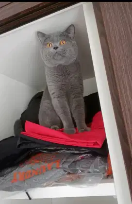 Kucing British ShortHair Blue