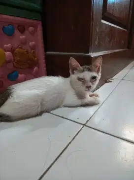 Kitten turunan anggora lucu lincah