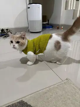 Kucing Munchkin BSH