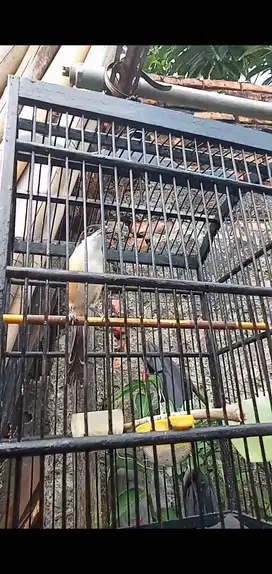 Pentet mapan deker rajin