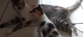 KUCING CALICO JUAL CEPAT MBA