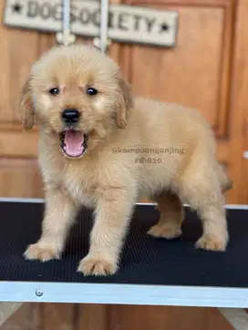 Golden Retriever Betina Berbulu Menawan