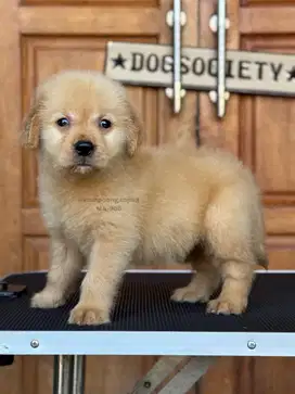Golden Retriever, Penuh Kasih dan Setia, Teman Setia Anda!