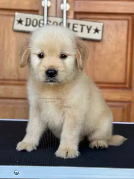 Anjing Golden Retriever, Si Penuh Kasih dan Penuh Energi!