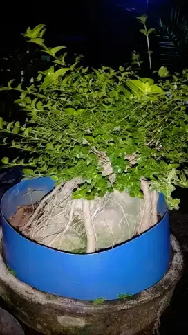 Bahan bonsai sancang