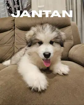 ANJING ALASKAN MALAMUTE