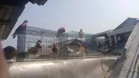 Burung merpati/dara