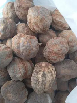 Muncang Cangkang