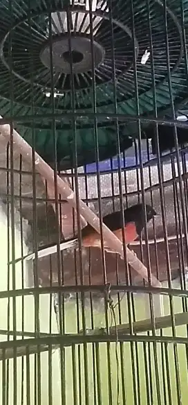 Burung Muray di jual