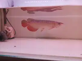 Arwana golden red