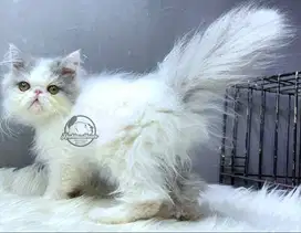 Kucing Persian Peaknose Blue Van