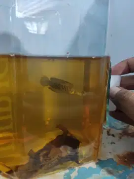 Stewarti full dot 5-6 cm