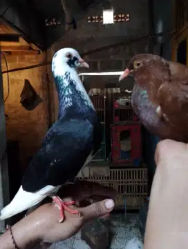 Merpati kolong bahan dan sudah lompat tali
