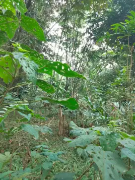 Dijual tanah 3.285 m² di karang anyar, karang tengah cilongok banyumas