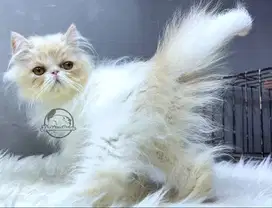 Kucing Persian Peaknose Krem Putih