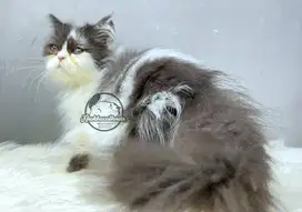 Kucing Persian Flatnose Putih Hitam