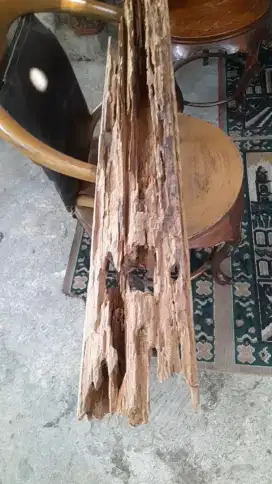 Gaharu buaya grid c untuk dekor