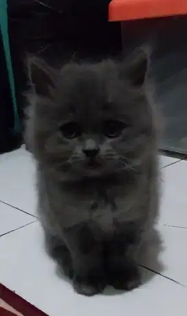 kucing BSHkucing BSH