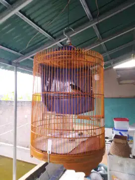 Jual murai gacor dor