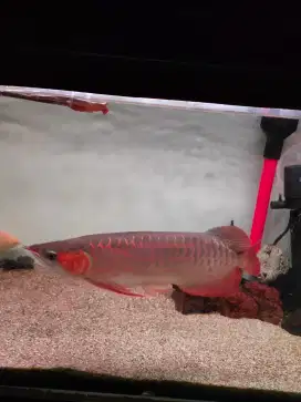 Ikan arwana super red