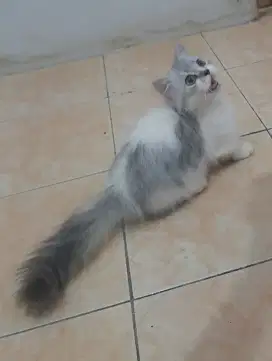 Kucing kitten munchkin cebol jantan riwuk longhair imut imut