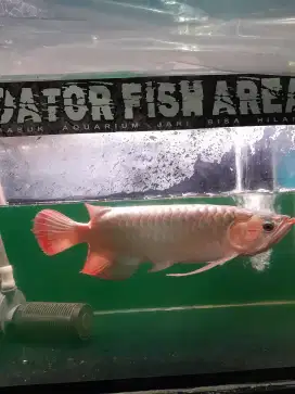 Arowana Superred Base Metalic Size 40cm