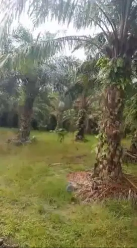 Dijual Tanah// Lahan 25 Ha Lokasi Panimbangan, Pandeglang