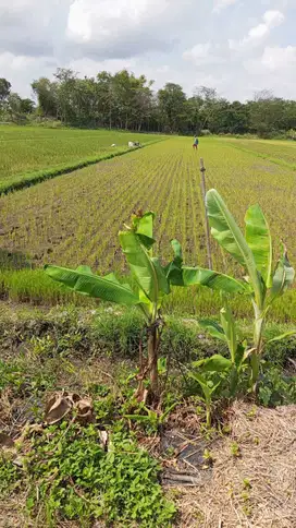 jual tanah sawah klatenn jawa tengah