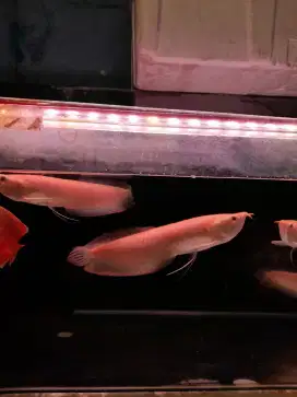 Arowana Silver Albino Size 30cm