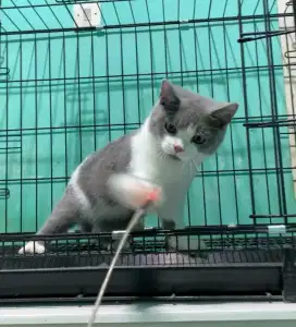 BSH BRITISH SHORTHAIR JANTAN BICOLOR