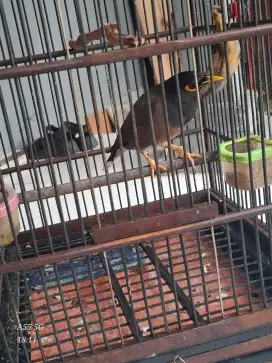Di jual jalak nias