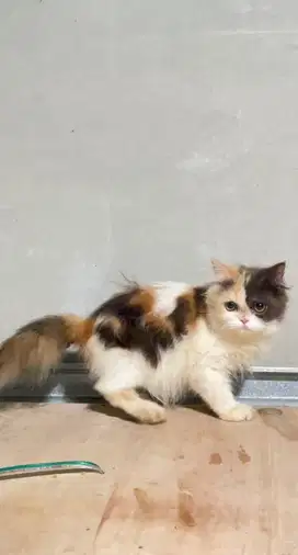 Kucing Persia Flanose Calico