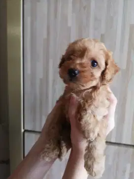 Anakan anjing poodle size kecil