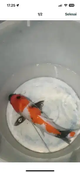 ikan hias koi showa