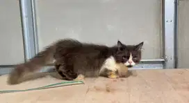 Kucing Munchkin RH Flatnose
