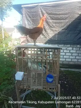 Ayam Pelung sepasang
