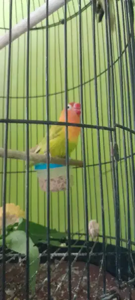 Lovebird betina dewasa fullset