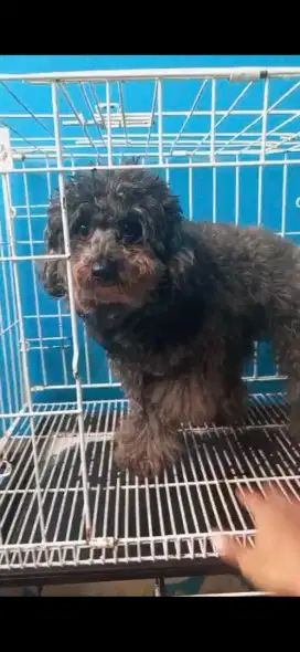 Jual poodle betina siap kawin 700k nett
