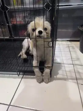 Shih Tzu Mini Lucu